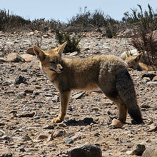 Cargar imagen en el visor de la galería, Curso Open Water