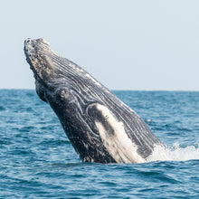 Cargar imagen en el visor de la galería, Curso Open Water