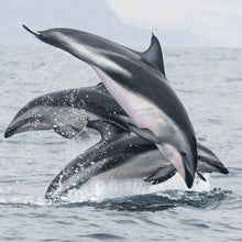 Cargar imagen en el visor de la galería, Buzos Certificados