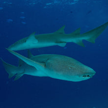 Cargar imagen en el visor de la galería, Expedición Maldivas