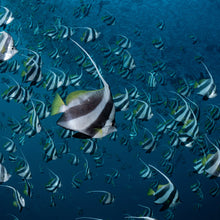 Cargar imagen en el visor de la galería, Expedición Maldivas