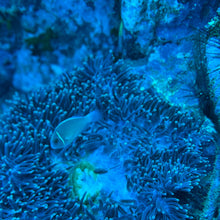 Cargar imagen en el visor de la galería, Expedición certificados