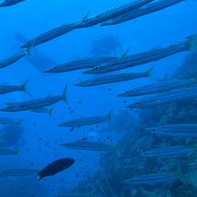 Cargar imagen en el visor de la galería, Curso Open Water