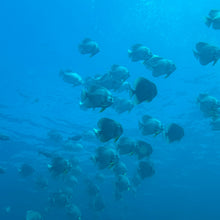 Cargar imagen en el visor de la galería, Curso Open Water