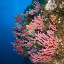 Cargar imagen en el visor de la galería, Curso Open Water