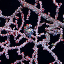 Cargar imagen en el visor de la galería, Expedición Raja Ampat