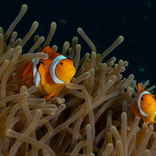 Cargar imagen en el visor de la galería, Expedición Raja Ampat