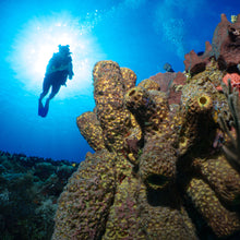 Cargar imagen en el visor de la galería, Paquetes Playa del Carmen