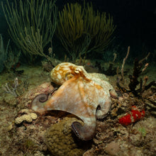 Cargar imagen en el visor de la galería, Paquetes Playa del Carmen