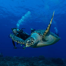 Cargar imagen en el visor de la galería, Paquetes Playa del Carmen