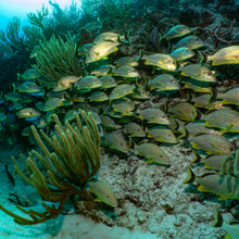 Cargar imagen en el visor de la galería, Curso Open Water