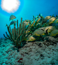 Cargar imagen en el visor de la galería, Expedición Certificados