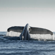 Cargar imagen en el visor de la galería, Buzos Certificados