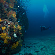 Cargar imagen en el visor de la galería, Buzos Certificados