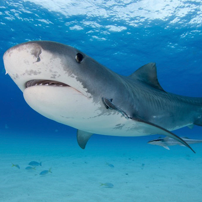 Tiburones: miedo y fascinación instintivos