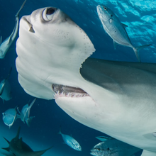 Cargar imagen en el visor de la galería, Expedición Galápagos
