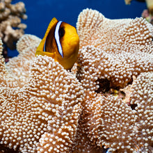 Cargar imagen en el visor de la galería, Expedición Egipto Ruta Sur
