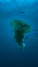 Load image into Gallery viewer, Open Water Diver Pichidangui
