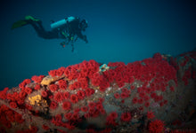 Load image into Gallery viewer, Open Water Diver Pichidangui
